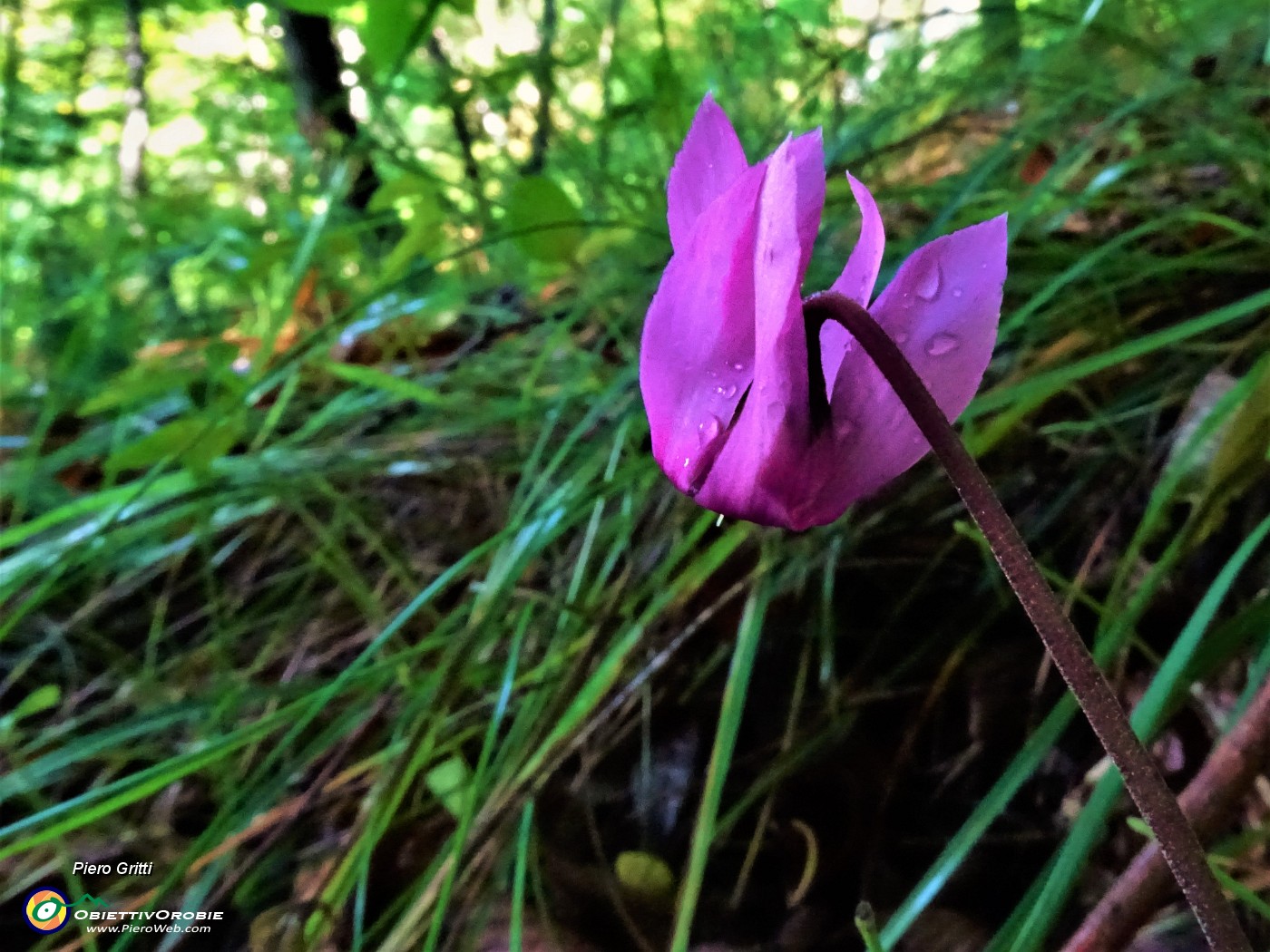 16 Cyclamen repandum (Ciclamino) ben fiorito con gocce di pioggia.JPG